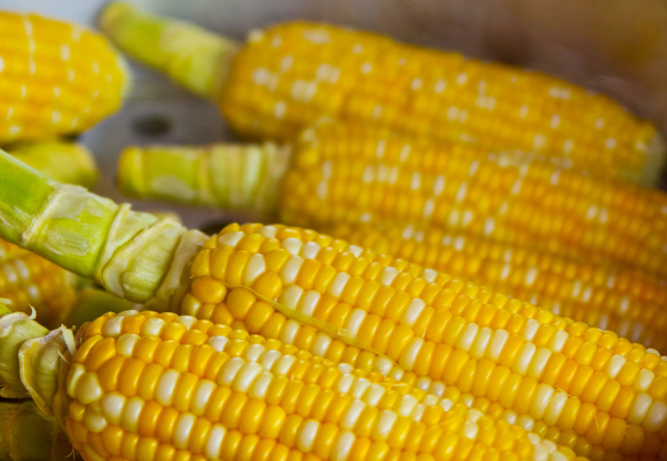 Казанские ученые нашли способ удвоить урожай кукурузы с помощью нового удобрения